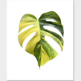 Colorful Variegated Monstera Deliciousa Aurea Design Posters and Art